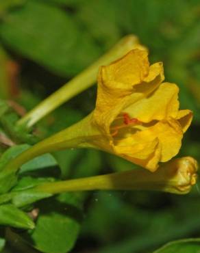 Fotografia 16 da espécie Mirabilis jalapa no Jardim Botânico UTAD