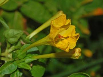 Fotografia da espécie Mirabilis jalapa