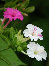 Fotografia da espécie Mirabilis jalapa