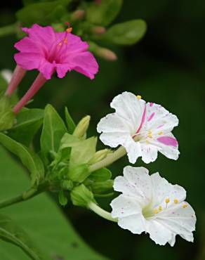 Fotografia 18 da espécie Mirabilis jalapa no Jardim Botânico UTAD