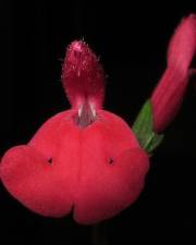Fotografia da espécie Salvia greggii