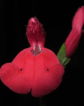 Fotografia 1 da espécie Salvia greggii no Jardim Botânico UTAD