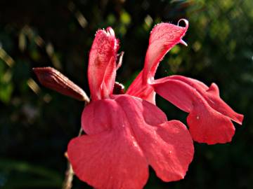 Fotografia da espécie Salvia greggii