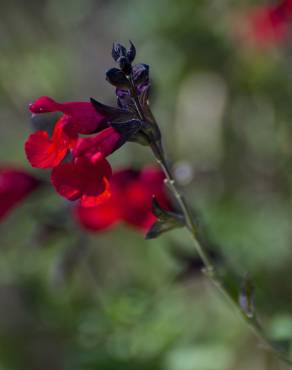 Fotografia 3 da espécie Salvia greggii no Jardim Botânico UTAD