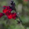 Fotografia 3 da espécie Salvia greggii do Jardim Botânico UTAD