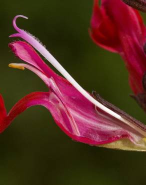 Fotografia 4 da espécie Salvia greggii no Jardim Botânico UTAD