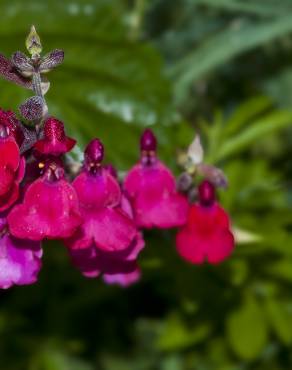 Fotografia 5 da espécie Salvia greggii no Jardim Botânico UTAD