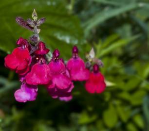 Fotografia da espécie Salvia greggii