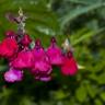 Fotografia 5 da espécie Salvia greggii do Jardim Botânico UTAD