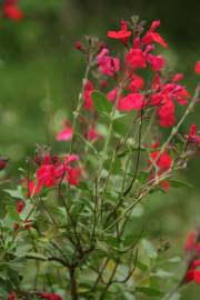 Fotografia da espécie Salvia greggii