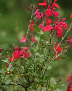 Fotografia 6 da espécie Salvia greggii no Jardim Botânico UTAD