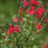 Fotografia 6 da espécie Salvia greggii do Jardim Botânico UTAD