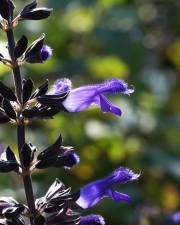 Fotografia da espécie Salvia mexicana