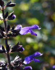 Salvia mexicana