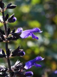 Fotografia da espécie Salvia mexicana