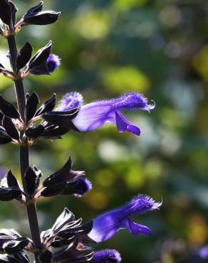 Fotografia 1 da espécie Salvia mexicana no Jardim Botânico UTAD