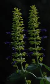 Fotografia da espécie Salvia mexicana