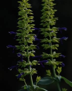 Fotografia 2 da espécie Salvia mexicana no Jardim Botânico UTAD