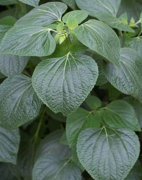 Fotografia 3 da espécie Salvia mexicana no Jardim Botânico UTAD