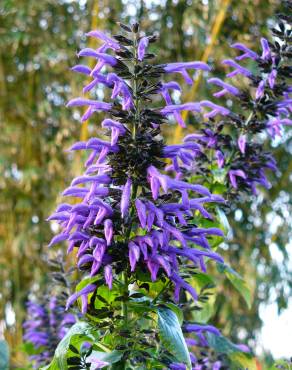 Fotografia 4 da espécie Salvia mexicana no Jardim Botânico UTAD