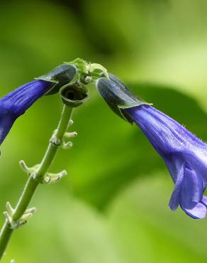 Fotografia 5 da espécie Salvia mexicana no Jardim Botânico UTAD