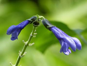 Fotografia da espécie Salvia mexicana