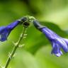 Fotografia 5 da espécie Salvia mexicana do Jardim Botânico UTAD