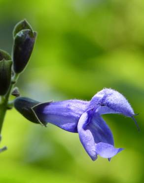 Fotografia 6 da espécie Salvia mexicana no Jardim Botânico UTAD