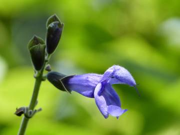 Fotografia da espécie Salvia mexicana