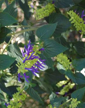 Fotografia 7 da espécie Salvia mexicana no Jardim Botânico UTAD