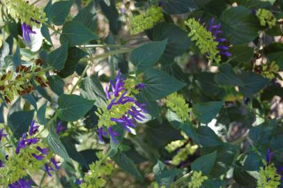 Fotografia da espécie Salvia mexicana