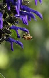 Fotografia da espécie Salvia mexicana