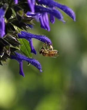 Fotografia 8 da espécie Salvia mexicana no Jardim Botânico UTAD