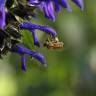 Fotografia 8 da espécie Salvia mexicana do Jardim Botânico UTAD