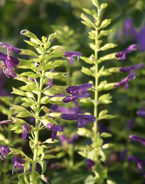 Fotografia 9 da espécie Salvia mexicana no Jardim Botânico UTAD