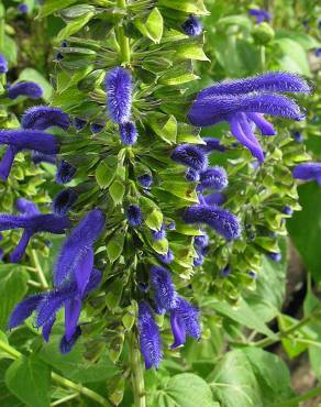 Fotografia 10 da espécie Salvia mexicana no Jardim Botânico UTAD