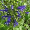 Fotografia 10 da espécie Salvia mexicana do Jardim Botânico UTAD