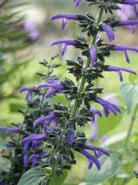 Fotografia da espécie Salvia mexicana