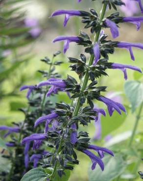 Fotografia 11 da espécie Salvia mexicana no Jardim Botânico UTAD