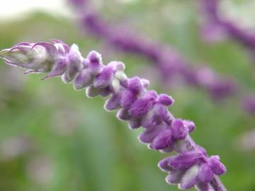 Fotografia da espécie Salvia leucantha