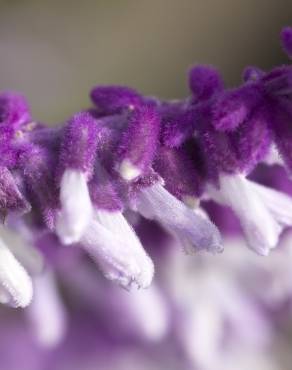 Fotografia 3 da espécie Salvia leucantha no Jardim Botânico UTAD