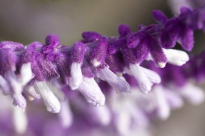 Fotografia da espécie Salvia leucantha