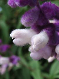 Fotografia da espécie Salvia leucantha