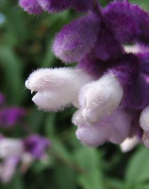 Fotografia 5 da espécie Salvia leucantha no Jardim Botânico UTAD