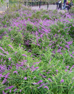 Fotografia 6 da espécie Salvia leucantha no Jardim Botânico UTAD