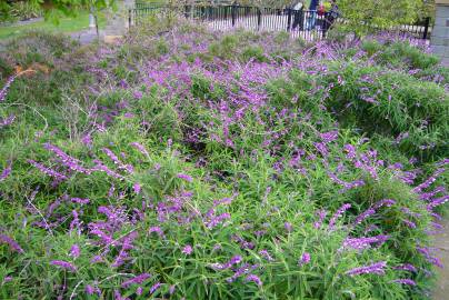 Fotografia da espécie Salvia leucantha