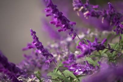 Fotografia da espécie Salvia leucantha