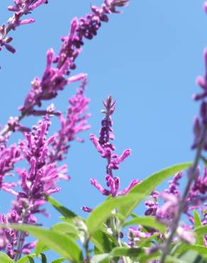 Fotografia 8 da espécie Salvia leucantha no Jardim Botânico UTAD