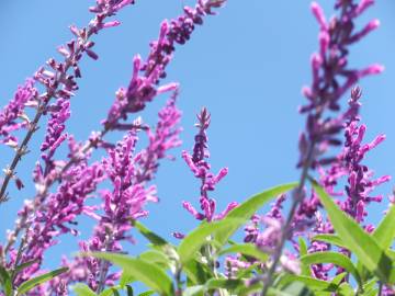 Fotografia da espécie Salvia leucantha