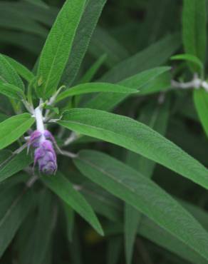 Fotografia 9 da espécie Salvia leucantha no Jardim Botânico UTAD